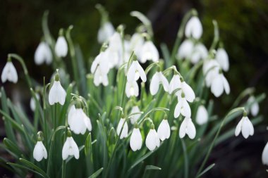 Çiçek açan orman çayırı, beyaz Galanthus (kar damlaları) yakın plan. Avrupa 'da ilkbahar başı. Saf doğa, çevre koruma, ekoloji, peyzaj, bahçıvanlık, parfüm. Barış ve neşe kavramları