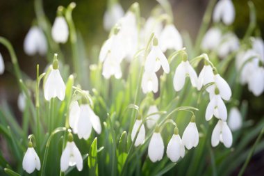 Çiçek açan orman çayırı, beyaz Galanthus (kar damlaları) yakın plan. Avrupa 'da ilkbahar başı. Saf doğa, çevre koruma, ekoloji, peyzaj, bahçıvanlık, parfüm. Barış ve neşe kavramları