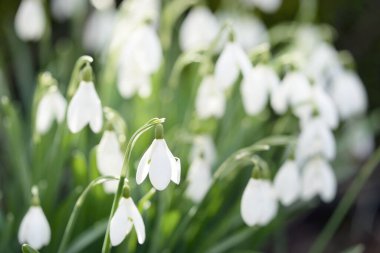 Çiçek açan orman çayırı, beyaz Galanthus (kar damlaları) yakın plan. Avrupa 'da ilkbahar başı. Saf doğa, çevre koruma, ekoloji, peyzaj, bahçıvanlık, parfüm. Barış ve neşe kavramları