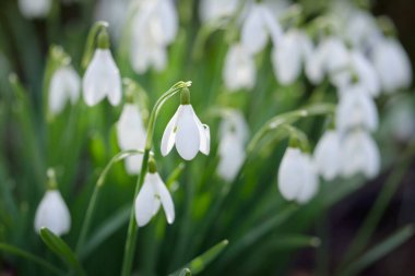 Çiçek açan orman çayırı, beyaz Galanthus (kar damlaları) yakın plan. Avrupa 'da ilkbahar başı. Saf doğa, çevre koruma, ekoloji, peyzaj, bahçıvanlık, parfüm. Barış ve neşe kavramları
