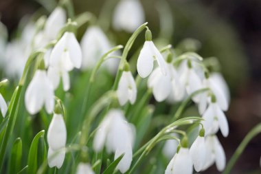 Çiçek açan orman çayırı, beyaz Galanthus (kar damlaları) yakın plan. Avrupa 'da ilkbahar başı. Saf doğa, çevre koruma, ekoloji, peyzaj, bahçıvanlık, parfüm. Barış ve neşe kavramları