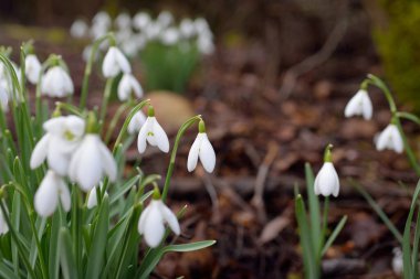 Çiçek açan beyaz Galanthus ormanının zemininde. Avrupa 'da ilkbahar başı. Saf doğa, çevre koruma, ekoloji, bahçıvanlık, peyzaj, vatandaşlık. Makrofotoğrafçılık