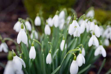 Çiçek açan orman çayırı, beyaz Galanthus (kar damlaları) yakın plan. Avrupa 'da ilkbahar başı. Saf doğa, çevre koruma, ekoloji, peyzaj, bahçıvanlık, parfüm. Barış ve neşe kavramları