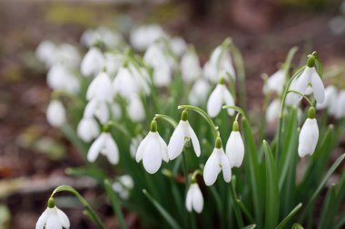 Çiçek açan beyaz Galanthus ormanının zemininde. Avrupa 'da ilkbahar başı. Saf doğa, çevre koruma, ekoloji, bahçıvanlık, peyzaj, vatandaşlık. Makrofotoğrafçılık