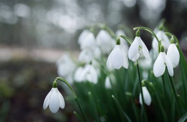 Çiçek açan orman çayırı, beyaz Galanthus (kar damlaları) yakın plan. Avrupa 'da ilkbahar başı. Saf doğa, çevre koruma, ekoloji, peyzaj, bahçıvanlık, parfüm. Barış ve neşe kavramları