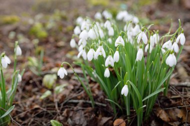 Çiçek açan beyaz Galanthus ormanının zemininde. Avrupa 'da ilkbahar başı. Saf doğa, çevre koruma, ekoloji, bahçıvanlık, peyzaj, vatandaşlık. Makrofotoğrafçılık