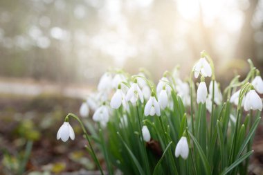 Çiçek açan orman çayırı, beyaz Galanthus (kar damlaları) yakın plan. Avrupa 'da ilkbahar başı. Saf doğa, çevre koruma, ekoloji, peyzaj, bahçıvanlık, parfüm. Barış ve neşe kavramları