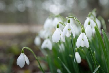 Çiçek açan orman çayırı, beyaz Galanthus (kar damlaları) yakın plan. Avrupa 'da ilkbahar başı. Saf doğa, çevre koruma, ekoloji, peyzaj, bahçıvanlık, parfüm. Barış ve neşe kavramları