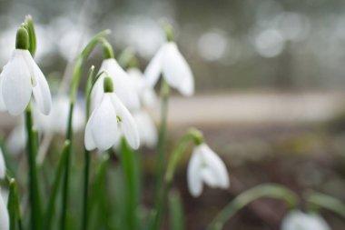 Çiçek açan orman çayırı, beyaz Galanthus (kar damlaları) yakın plan. Avrupa 'da ilkbahar başı. Saf doğa, çevre koruma, ekoloji, peyzaj, bahçıvanlık, parfüm. Barış ve neşe kavramları