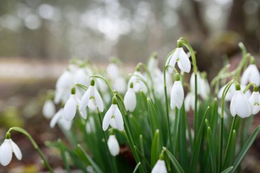 Çiçek açan orman çayırı, beyaz Galanthus (kar damlaları) yakın plan. Avrupa 'da ilkbahar başı. Saf doğa, çevre koruma, ekoloji, peyzaj, bahçıvanlık, parfüm. Barış ve neşe kavramları