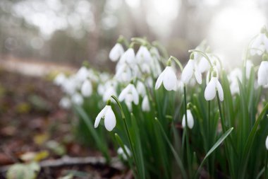 Çiçek açan orman çayırı, beyaz Galanthus (kar damlaları) yakın plan. Avrupa 'da ilkbahar başı. Saf doğa, çevre koruma, ekoloji, peyzaj, bahçıvanlık, parfüm. Barış ve neşe kavramları