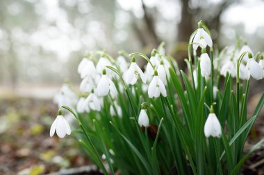 Çiçek açan orman çayırı, beyaz Galanthus (kar damlaları) yakın plan. Avrupa 'da ilkbahar başı. Saf doğa, çevre koruma, ekoloji, peyzaj, bahçıvanlık, parfüm. Barış ve neşe kavramları
