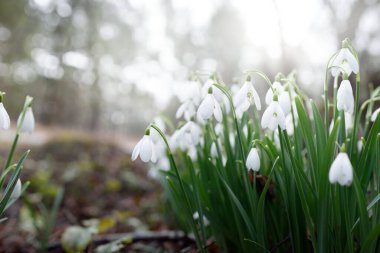 Çiçek açan orman çayırı, beyaz Galanthus (kar damlaları) yakın plan. Avrupa 'da ilkbahar başı. Saf doğa, çevre koruma, ekoloji, peyzaj, bahçıvanlık, parfüm. Barış ve neşe kavramları