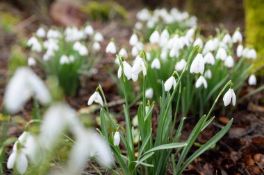 Çiçek açan beyaz Galanthus ormanının zemininde. Avrupa 'da ilkbahar başı. Saf doğa, çevre koruma, ekoloji, bahçıvanlık, peyzaj, vatandaşlık. Makrofotoğrafçılık
