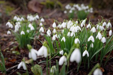 Çiçek açan beyaz Galanthus ormanının zemininde. Avrupa 'da ilkbahar başı. Saf doğa, çevre koruma, ekoloji, bahçıvanlık, peyzaj, vatandaşlık. Makrofotoğrafçılık