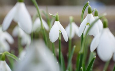 Çiçek açan orman çayırı, beyaz Galanthus (kar damlaları) yakın plan. Avrupa 'da ilkbahar başı. Saf doğa, çevre koruma, ekoloji, peyzaj, bahçıvanlık, parfüm. Barış ve neşe kavramları