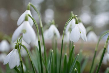 Çiçek açan orman çayırı, beyaz Galanthus (kar damlaları) yakın plan. Avrupa 'da ilkbahar başı. Saf doğa, çevre koruma, ekoloji, peyzaj, bahçıvanlık, parfüm. Barış ve neşe kavramları