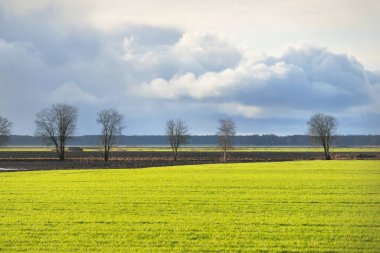 Yeşil, açık bir bahar gününde tarla sürmüş. Su birikintisi, yalnız ağaçlar, arka planda köy. Dramatik gökyüzü, parlayan süslemeli kümülüs bulutları, yumuşak güneş ışığı. Idyllic manzara, kırsal manzara