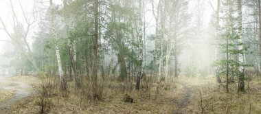 Sis içindeki yeşil ormanın içinden geçen yol. Genç ladin, yaprak döken huş ağaçları. Yumuşak güneş ışığı. Baharın başında. Idyllic manzara. Doğa, hava, çevre, yeniden ağaçlandırma, ekoloji, eko-turizm