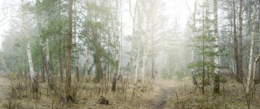 Sis içindeki yeşil ormanın içinden geçen yol. Genç ladin, yaprak döken huş ağaçları. Yumuşak güneş ışığı. Baharın başında. Idyllic manzara. Doğa, hava, çevre, yeniden ağaçlandırma, ekoloji, eko-turizm
