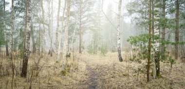 Sis içindeki yeşil ormanın içinden geçen yol. Genç ladin, yaprak döken huş ağaçları. Yumuşak güneş ışığı. Baharın başında. Idyllic manzara. Doğa, hava, çevre, yeniden ağaçlandırma, ekoloji, eko-turizm