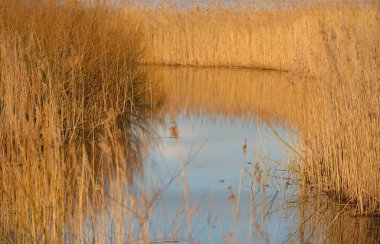 Gün batımında Mavi Orman Gölü 'nün (nehir) panoramik manzarası. Yumuşak güneş ışığı, berrak gökyüzü, suya yansıyan yansımalar. Altın boğa. Baharın başında. Idyllic manzara. Doğa, çevre, ekoloji, eko-turizm