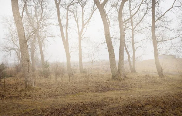 Camino Través Del Bosque Una Niebla Poderosos Árboles Hoja Caduca —  Fotos de Stock