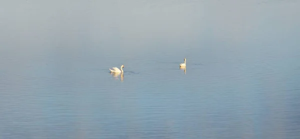 A couple of white swans bathing in a blue lake (river). Idyllic rural scene. Symbol of love and peace. Wildlife, ornithology, birdwatching, nature, environmental conservation