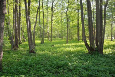 Güneşli bir günde yeşil yaprak döken orman parkının panoramik görüntüsü. Güçlü ağaçlar, bitkiler, yosunlar. Yumuşak güneş ışığı. Atmosferik manzara. Doğa, çevre, ekoloji, eko-turizm, kuzey yürüyüşü, keşif