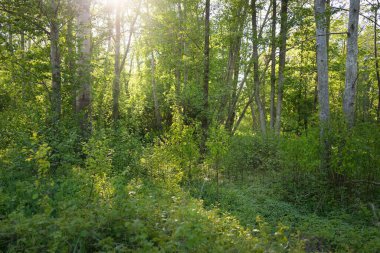 Orman parkından geçen patika (kırsal yol, sokak). Güçlü yeşil yapraklı ağaçlar, kır çiçekleri, bitkiler. Yaz manzarası. Doğa, ekoloji. Eko-turizm, yürüyüş. Bisiklet, kuzey yürüyüşü