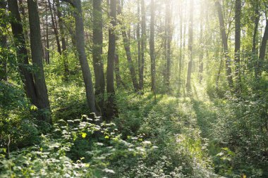 Güneşli bir günde yeşil yaprak döken orman parkının panoramik görüntüsü. Güçlü ağaçlar, bitkiler, yosunlar. Yumuşak güneş ışığı. Atmosferik manzara. Doğa, çevre, ekoloji, eko-turizm, kuzey yürüyüşü, keşif