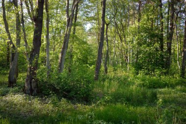 Güneşli bir günde yeşil yaprak döken orman parkının panoramik görüntüsü. Güçlü ağaçlar, bitkiler, yosunlar. Yumuşak güneş ışığı. Atmosferik manzara. Doğa, çevre, ekoloji, eko-turizm, kuzey yürüyüşü, keşif