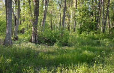 Güneşli bir günde yeşil yaprak döken orman parkının panoramik görüntüsü. Güçlü ağaçlar, bitkiler, yosunlar. Yumuşak güneş ışığı. Atmosferik manzara. Doğa, çevre, ekoloji, eko-turizm, kuzey yürüyüşü, keşif