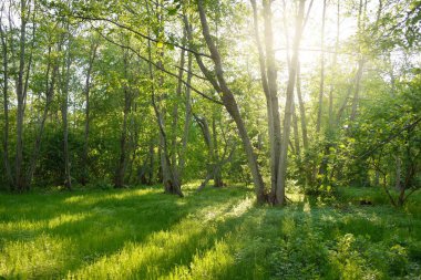 Güneşli bir günde yeşil yaprak döken orman parkının panoramik görüntüsü. Güçlü ağaçlar, bitkiler, yosunlar. Yumuşak güneş ışığı. Atmosferik manzara. Doğa, çevre, ekoloji, eko-turizm, kuzey yürüyüşü, keşif