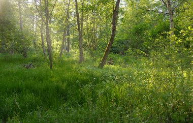 Güneşli bir günde yeşil yaprak döken orman parkının panoramik görüntüsü. Güçlü ağaçlar, bitkiler, yosunlar. Yumuşak güneş ışığı. Atmosferik manzara. Doğa, çevre, ekoloji, eko-turizm, kuzey yürüyüşü, keşif