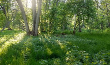 Güneşli bir günde yeşil yaprak döken orman parkının panoramik görüntüsü. Güçlü ağaçlar, bitkiler, yosunlar. Yumuşak güneş ışığı. Atmosferik manzara. Doğa, çevre, ekoloji, eko-turizm, kuzey yürüyüşü, keşif