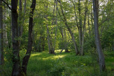 Güneşli bir günde yeşil yaprak döken orman parkının panoramik görüntüsü. Güçlü ağaçlar, bitkiler, yosunlar. Yumuşak güneş ışığı. Atmosferik manzara. Doğa, çevre, ekoloji, eko-turizm, kuzey yürüyüşü, keşif