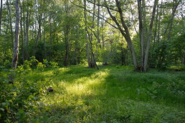 Güneşli bir günde yeşil yaprak döken orman parkının panoramik görüntüsü. Güçlü ağaçlar, bitkiler, yosunlar. Yumuşak güneş ışığı. Atmosferik manzara. Doğa, çevre, ekoloji, eko-turizm, kuzey yürüyüşü, keşif