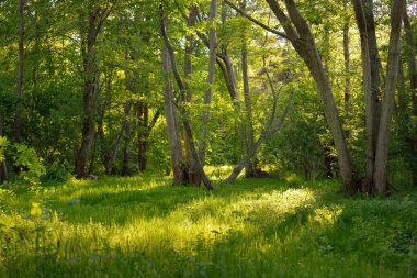 Güneşli bir günde yeşil yaprak döken orman parkının panoramik görüntüsü. Güçlü ağaçlar, bitkiler, yosunlar. Yumuşak güneş ışığı. Atmosferik manzara. Doğa, çevre, ekoloji, eko-turizm, kuzey yürüyüşü, keşif