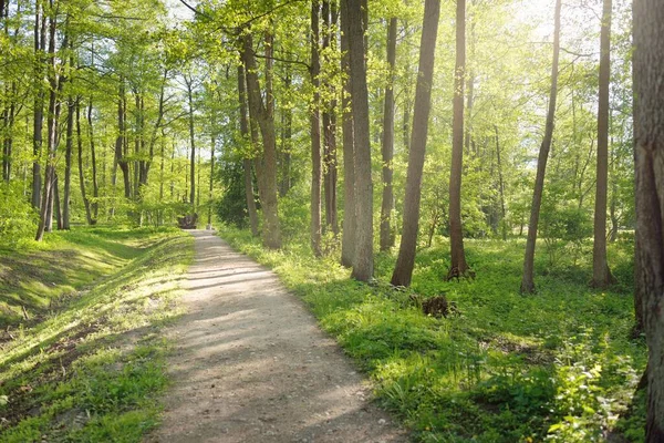 Orman parkından geçen patika (kırsal yol, sokak). Güçlü yeşil yapraklı ağaçlar, kır çiçekleri, bitkiler. Yaz manzarası. Doğa, ekoloji. Eko-turizm, yürüyüş. Bisiklet, kuzey yürüyüşü