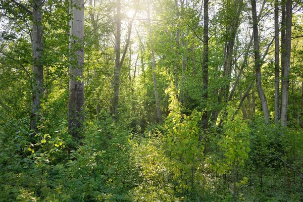 Pathway (rural road, alley) through the forest park. Mighty green deciduous trees, wildflowers, plants. Summer landscape. Nature, ecology. ecotourism, hiking. cycling, nordic walking