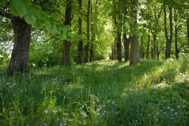 Güneşli bir günde yeşil yaprak döken orman parkının panoramik görüntüsü. Güçlü ağaçlar, bitkiler, yosunlar. Yumuşak güneş ışığı. Atmosferik manzara. Doğa, çevre, ekoloji, eko-turizm, kuzey yürüyüşü, keşif
