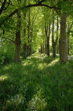 Orman parkından geçen patika (kırsal yol, sokak). Güçlü yeşil yapraklı ağaçlar, kır çiçekleri, bitkiler. Yaz manzarası. Doğa, ekoloji. Eko-turizm, yürüyüş. Bisiklet, kuzey yürüyüşü