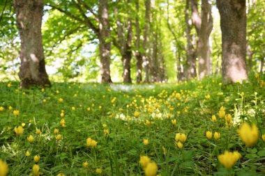 Güneşli bir günde çiçek açan sarı kır çiçekleri (laleler, Tulipa Sylvestris) olan yeşil çimenler. Bahar, yaz başlangıcı. Orman, halka açık park. Yumuşak güneş ışığı, güneş ışınları. Doğa, botanik, çevre, ekoloji