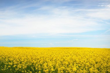 Kırsal alan. Güneşli bir yaz gününde sarı kolza tohumu tarlası. Çiçek deseni. Doku, arka plan. Tarım, biyoteknoloji, yakıt, gıda endüstrisi, alternatif enerji, doğa