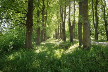 Orman parkından geçen patika (kırsal yol, sokak). Güçlü yeşil yapraklı ağaçlar, kır çiçekleri, bitkiler. Yaz manzarası. Doğa, ekoloji. Eko-turizm, yürüyüş. Bisiklet, kuzey yürüyüşü