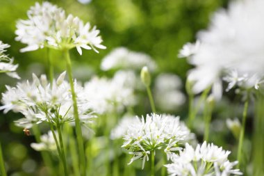 Açan yabani sarımsak (Allium ursinum) yakın plan. Yeşil yapraklar, beyaz çiçekler. Güneşli bir günde orman çayırı. Doğa, bitki örtüsü, bitki örtüsü, yenilebilir bitkiler, dekorasyon, bahçe düzenlemesi, ekoloji, çevre