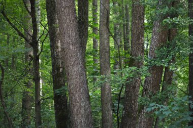 Yeşil yaz yaprak döken orman. Ağaç gövdeleri yakın plan. Karanlık atmosferik manzara. Doğa, ekoloji, çevre koruma