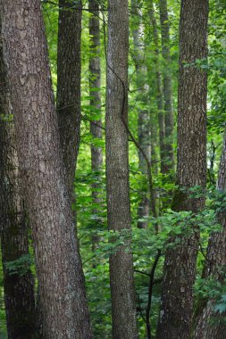 Yeşil yaz yaprak döken orman. Ağaç gövdeleri yakın plan. Karanlık atmosferik manzara. Doğa, ekoloji, çevre koruma