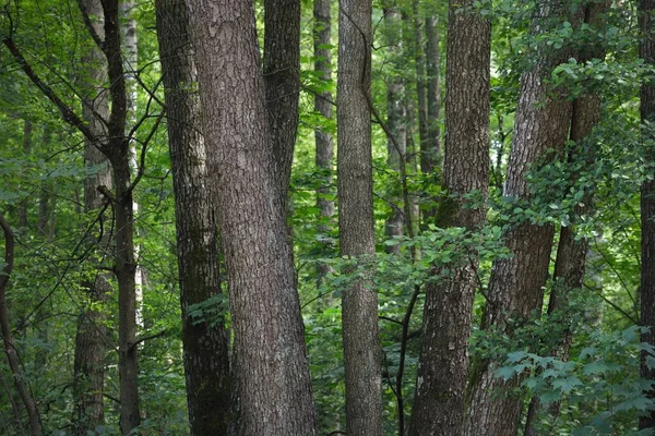 Zelený Letní Opadavý Les Kmeny Stromů Zblízka Temná Atmosférická Krajina — Stock fotografie